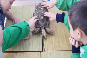 Taller de animales «Toca-toca»