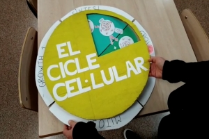 Aprenem el cicle cel·lular