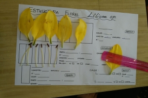 Estudiem les flors a 1r ESO